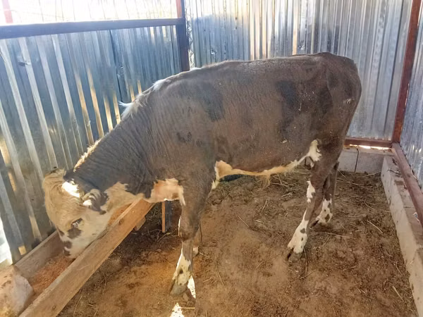 公牛, Kazakh White-headed cow — 哈萨克斯坦
