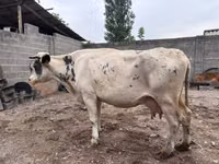 Cow, Holstein breed — photo 1
