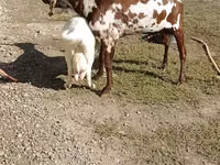 ماعز (دفعة، الجنس غير محدد), Beetal goats — الصورة 4