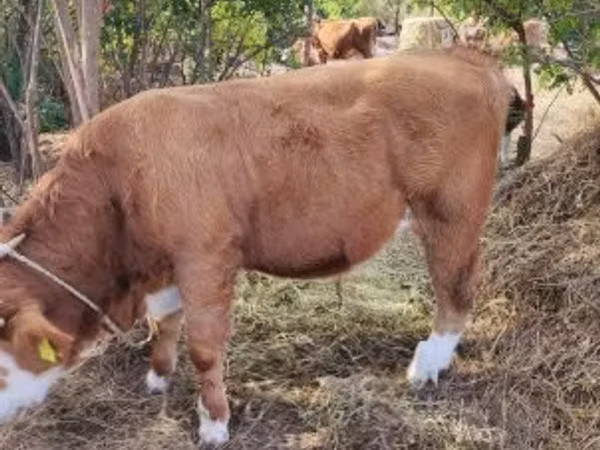 Toro, Raza gris húngara