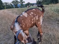 تيس, Nubian Goat — الصورة 3
