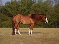 Aygʻir, Quarter Horse — 1-rasm