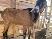 Ziegenbock, Nubian Goat — Foto 4