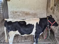 Kuh, Russian Black pied cattle — Foto 1