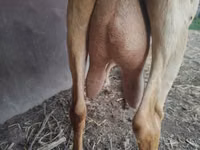 Ziege, Saanen goat — Foto 4