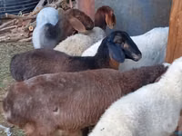 Ovejas (lote, sexo no especificado), Ovejas — foto 4