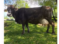 गाय, Swiss cattle — फ़ोटो 2