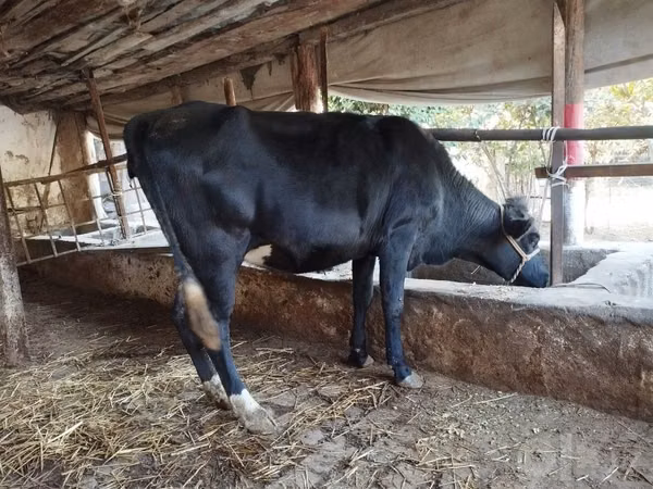 गाय, एबरडीन - एंगस — उज़्बेकिस्तान