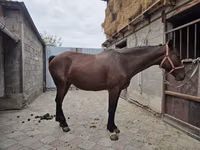 فرس, Thoroughbred horse — الصورة 6