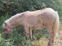 Yegua, Caballos — foto 2