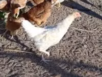 Chickens — Foto 5