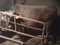 Toro, Ganado vacuno — foto 6