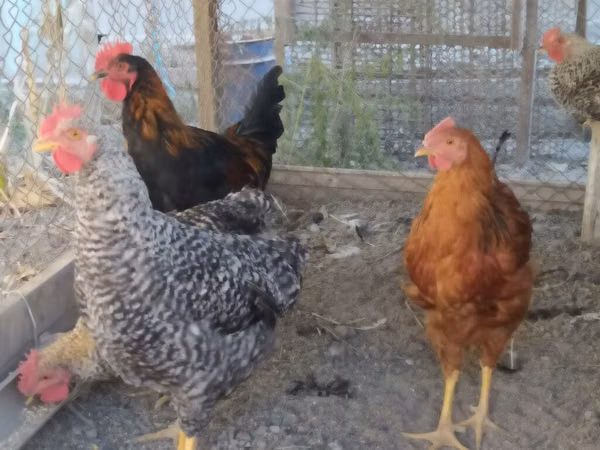 Chickens