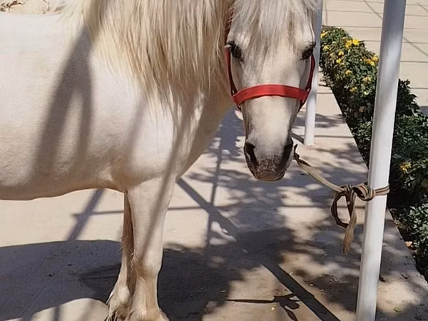 Caballo, Shetland Pony