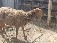 نعجة, الأغنام — الصورة 2