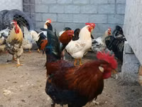 Brahma — Foto 5