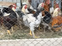 Chickens — Foto 1