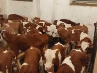 Bulle, Simmental cattle — Foto 3