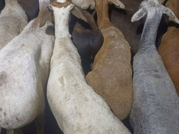 Кочкор, Койлор