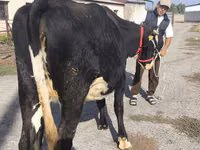 Kuh, Russian Black pied cattle — Foto 8
