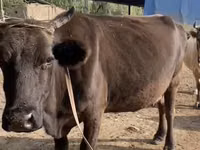 Sigir, Latvian Blue cattle — 2-rasm