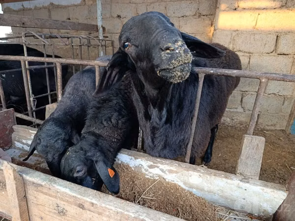 Schafe (Partie, Geschlecht nicht angegeben), Blackheaded Persian sheep