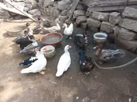 Ducks — Foto 1