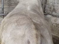 公牛, Simmental cattle — 照片 2