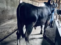 公牛, Swiss cattle — 照片 2