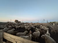كبش, الأغنام — الصورة 5