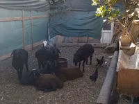 Widder, Arabi sheep — Foto 2