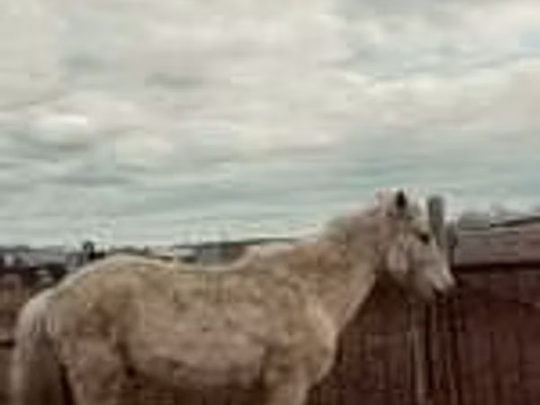 Stute, Horse breed