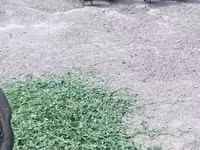 Hausente — Foto 4