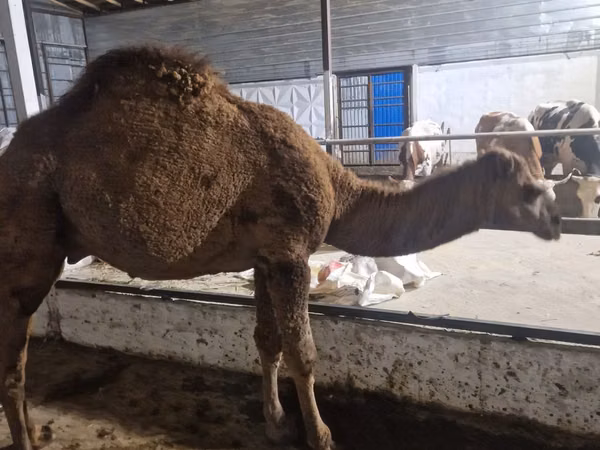 Kamel, Kamele