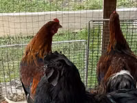 Chickens — 6-сурет