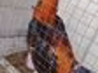 Chickens — Foto 4