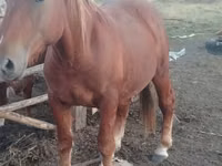 Caballo, Russian Heavy Draft — foto 6