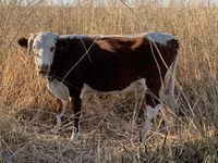 公牛, Kazakh White-headed cow — 照片 1