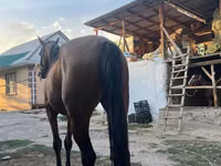 Stute, Friesian sport horse — Foto 6