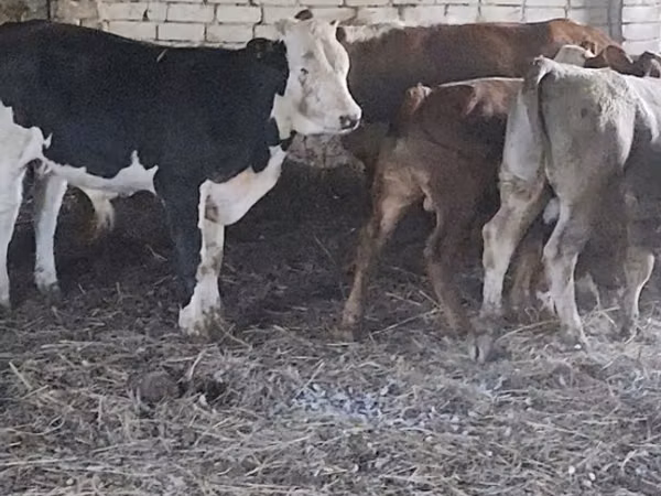公牛, Simmental cattle — 哈萨克斯坦