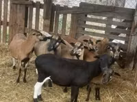 मेढ़ा, Cameroon sheep — फ़ोटो 1