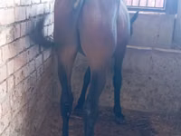 حصان, Manipuri pony — الصورة 1