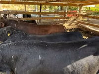 公牛, Aberdeen-Angus — 照片 2
