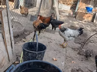 Chickens — foto 7