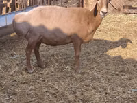 Schaf, Baerchuke sheep — Foto 4