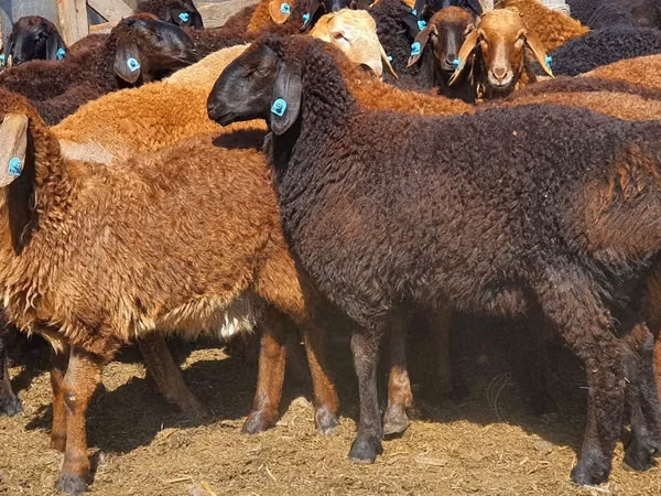 Widder, Edilbay sheep — Kasachstan