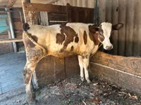ثور, الماشية — الصورة 3