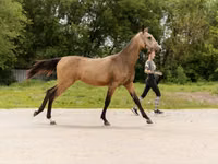 Stute, Akhal-Teke — Foto 5