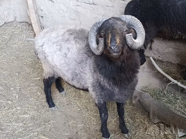 كبش, Blackheaded Persian sheep — أوزبكستان