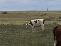 गाय, Latvian Blue cattle — फ़ोटो 1